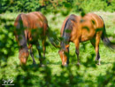 Horses – Konie